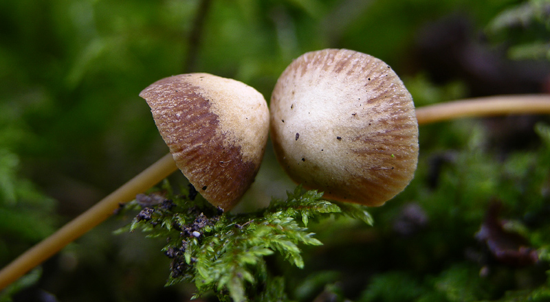 Galerina da determinare n9.